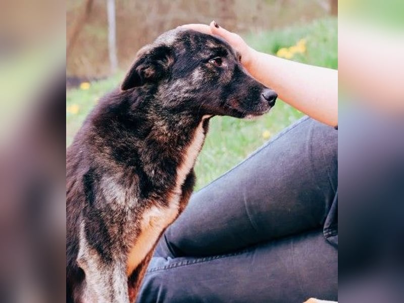 FRIDA - sanfte, liebe Hündin sucht ihre Menschen