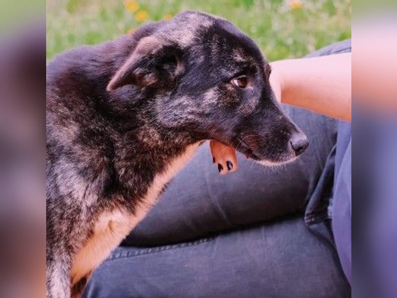 FRIDA - sanfte, liebe Hündin sucht ihre Menschen