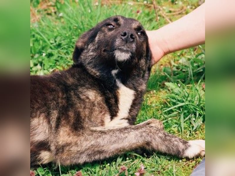 FRIDA - sanfte, liebe Hündin sucht ihre Menschen