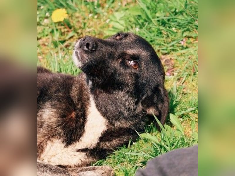 FRIDA - sanfte, liebe Hündin sucht ihre Menschen