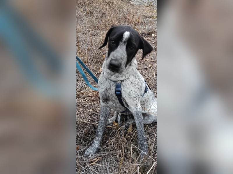 Brian ein Münsterländer Mix