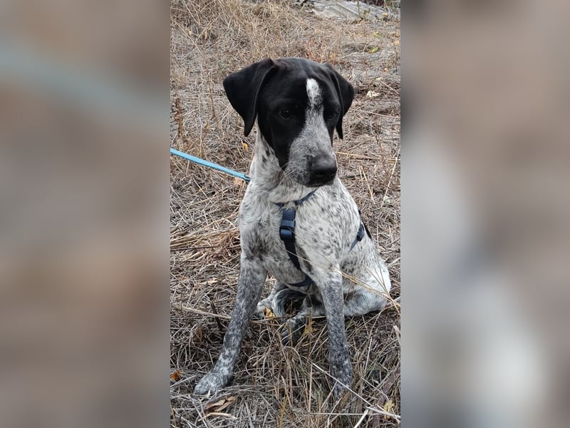 Brian ein Münsterländer Mix