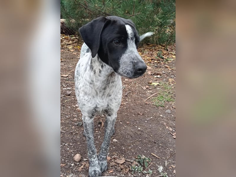 Brian ein Münsterländer Mix