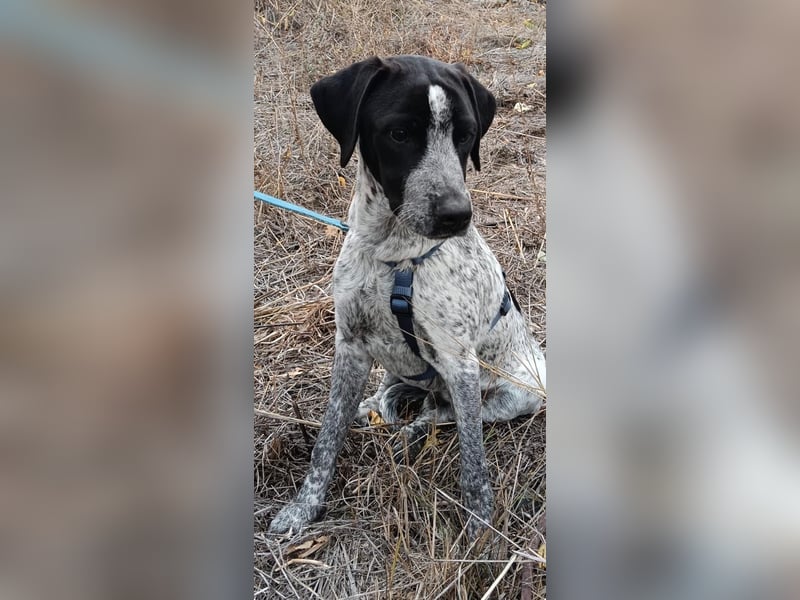 Brian ein Münsterländer Mix