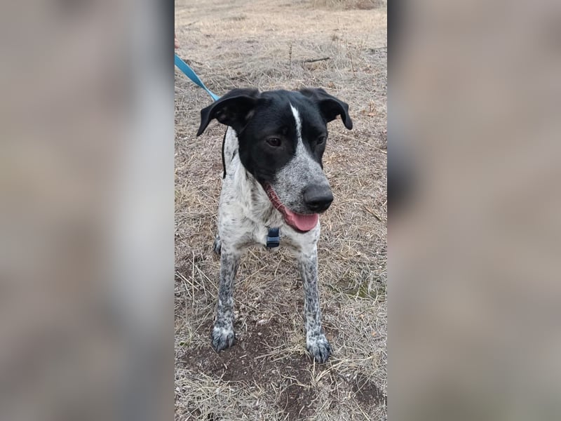 Brian ein Münsterländer Mix