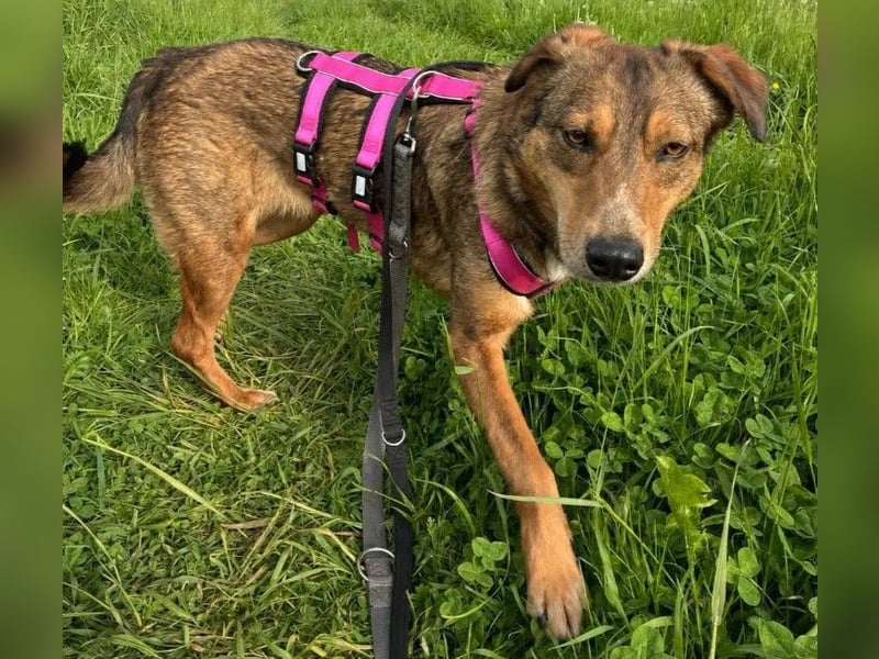 LILLY - fröhliche, freundliche Hündin auf der Suche nach ihren Menschen