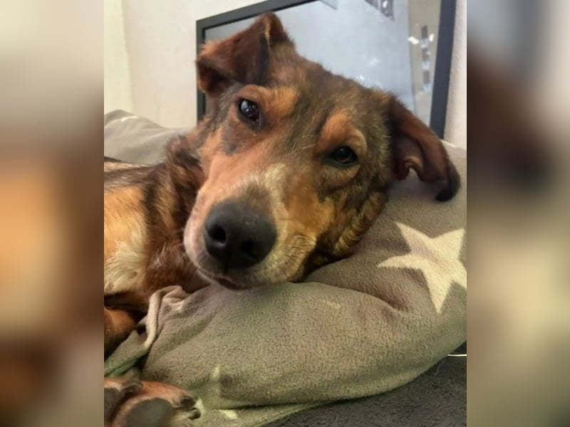 LILLY - fröhliche, freundliche Hündin auf der Suche nach ihren Menschen