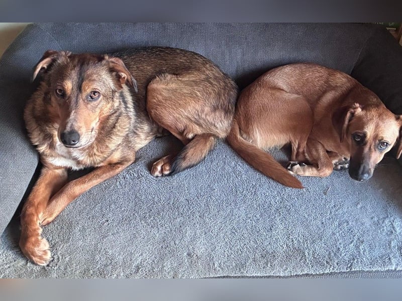 LILLY - fröhliche, freundliche Hündin auf der Suche nach ihren Menschen