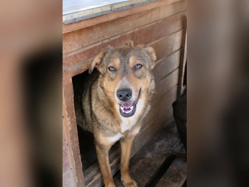 LILLY - fröhliche, freundliche Hündin auf der Suche nach ihren Menschen