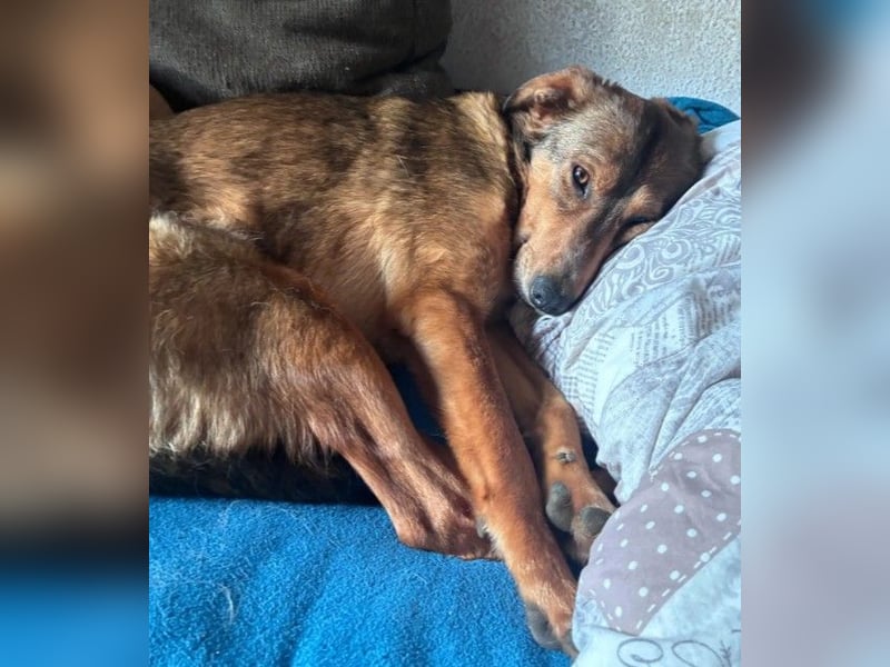 LILLY - fröhliche, freundliche Hündin auf der Suche nach ihren Menschen