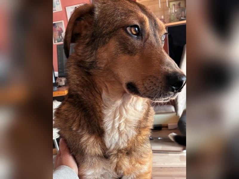 LILLY - fröhliche, freundliche Hündin auf der Suche nach ihren Menschen