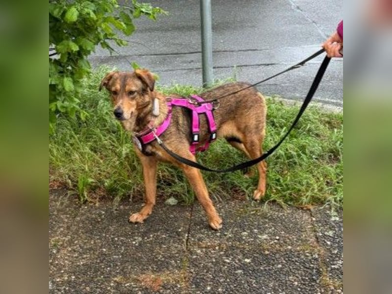 LILLY - fröhliche, freundliche Hündin auf der Suche nach ihren Menschen