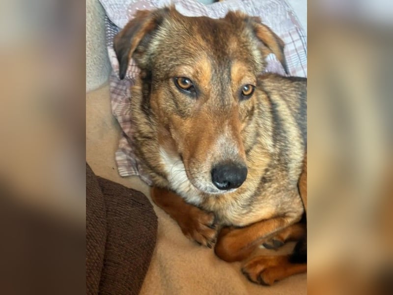 LILLY - fröhliche, freundliche Hündin auf der Suche nach ihren Menschen