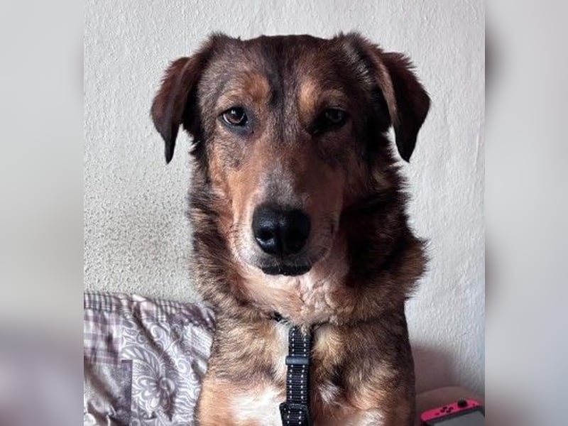 LILLY - fröhliche, freundliche Hündin auf der Suche nach ihren Menschen