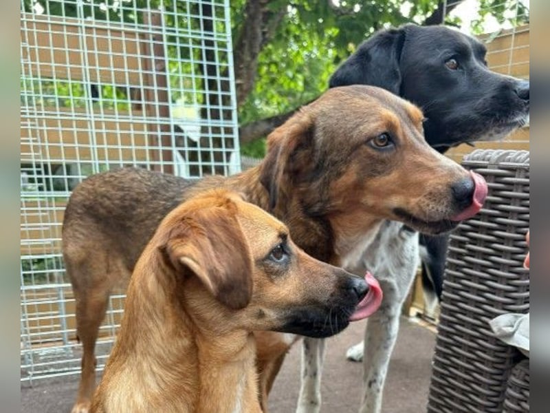 LILLY - fröhliche, freundliche Hündin auf der Suche nach ihren Menschen