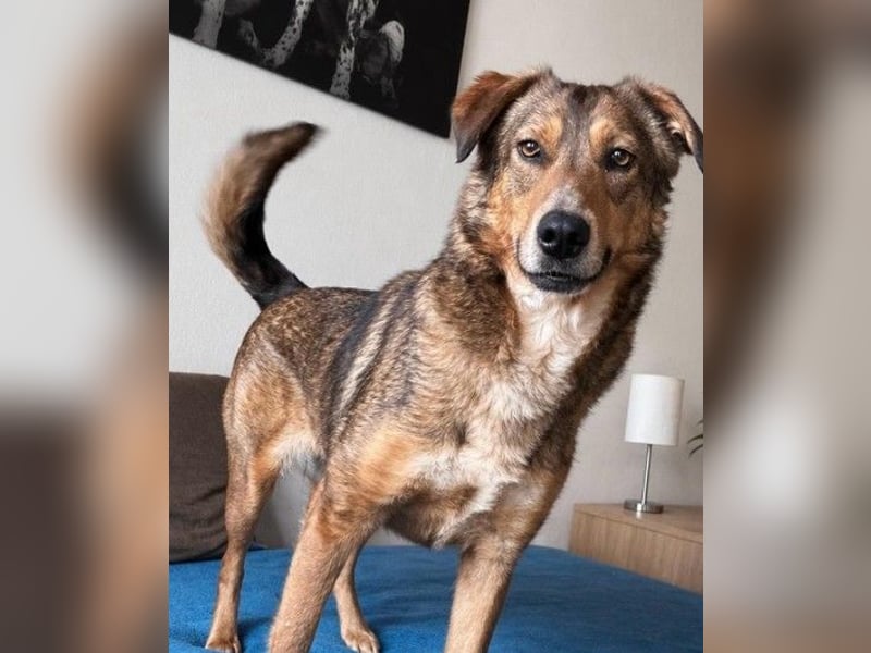 LILLY - fröhliche, freundliche Hündin auf der Suche nach ihren Menschen
