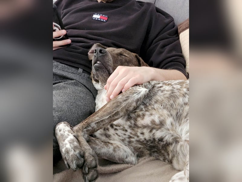 Stella hat schon viel dazu gelernt, wer gibt ihr ein Zuhause?