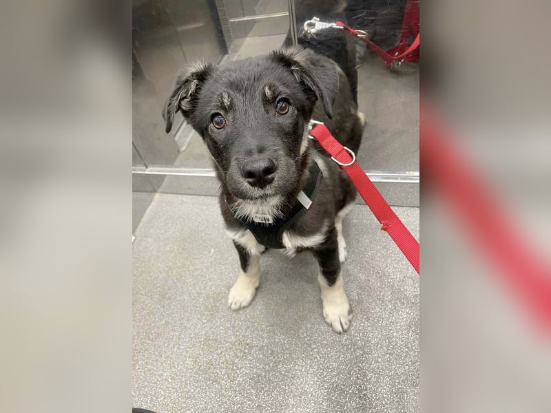 Sio, Bruder von Sally und Sully sucht auch seine Familie