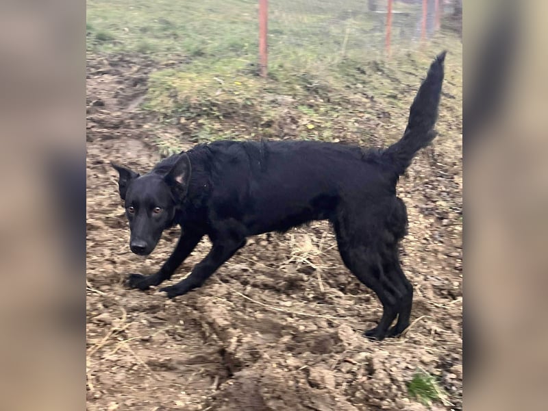 Hübsche Margo sucht ihr Körbchen