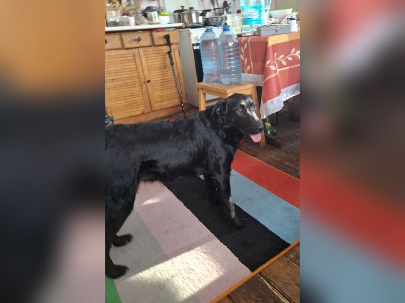 Hübsche Margo sucht ihr Körbchen