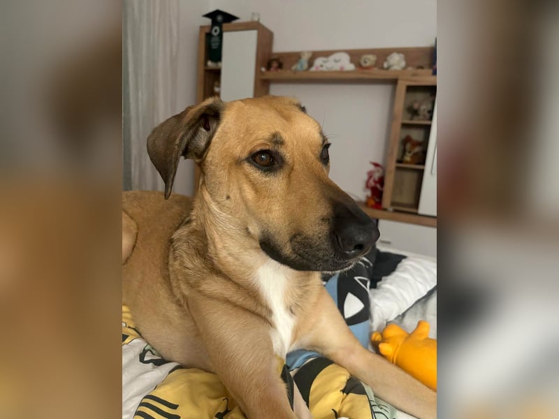 Großer Spike sucht erfahrene Familie