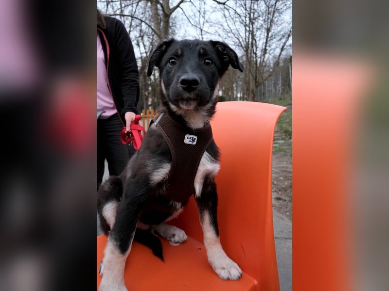 Sio, Bruder von Sally und Sully sucht auch seine Familie