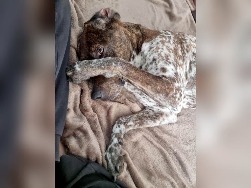 Stella hat schon viel dazu gelernt, wer gibt ihr ein Zuhause?