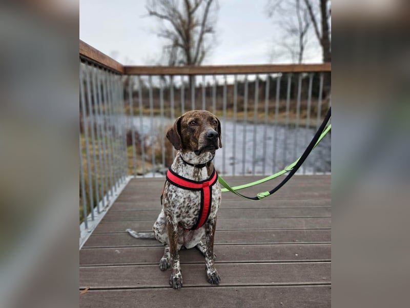 Stella hat schon viel dazu gelernt, wer gibt ihr ein Zuhause?