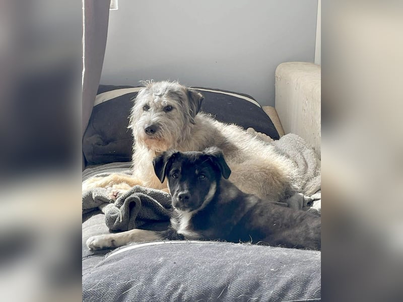 Sio, Bruder von Sally und Sully sucht auch seine Familie