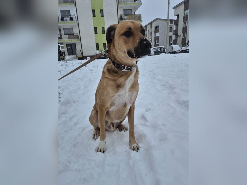Großer Spike sucht erfahrene Familie