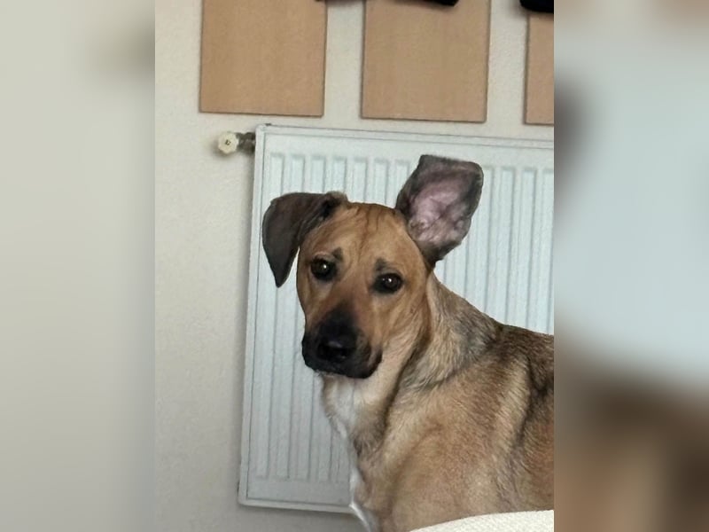Großer Spike sucht erfahrene Familie