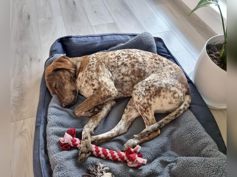 Stella hat schon viel dazu gelernt, wer gibt ihr ein Zuhause?