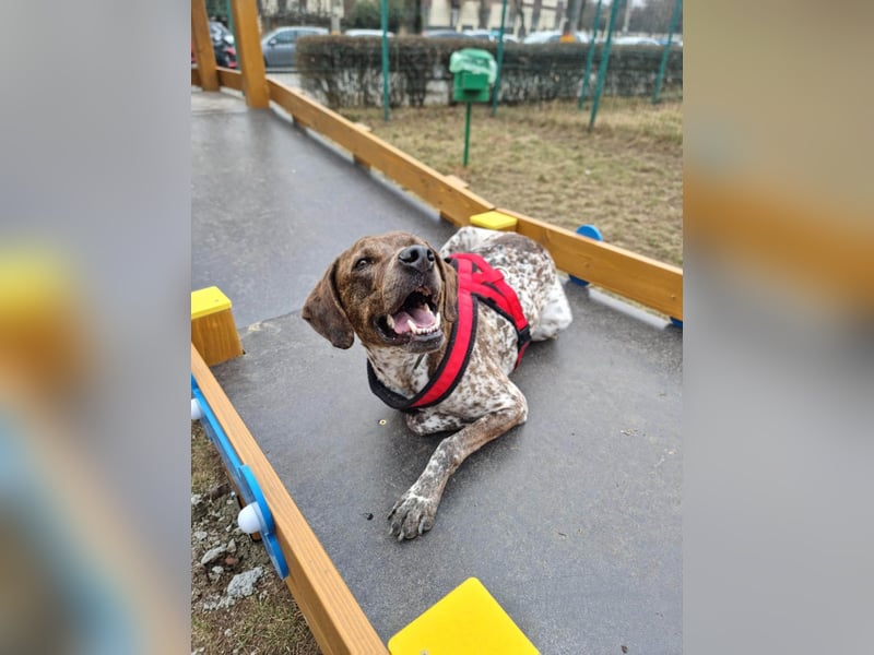 Stella hat schon viel dazu gelernt, wer gibt ihr ein Zuhause?