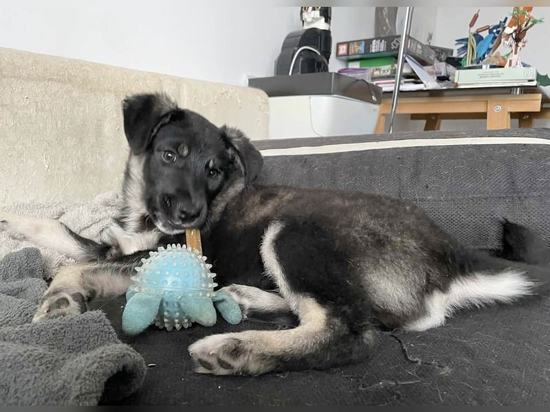 Sio, Bruder von Sally und Sully sucht auch seine Familie