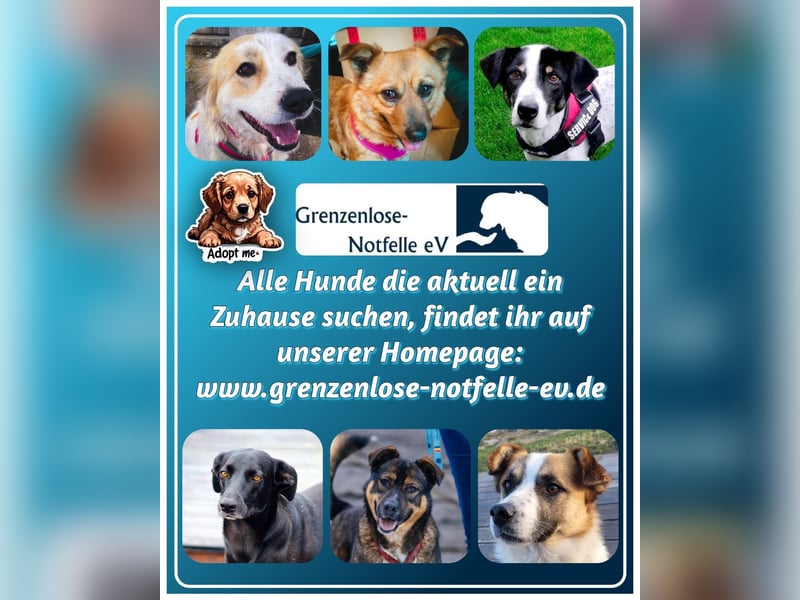 Goldige Alba sucht ihr eigenes Körbchen
