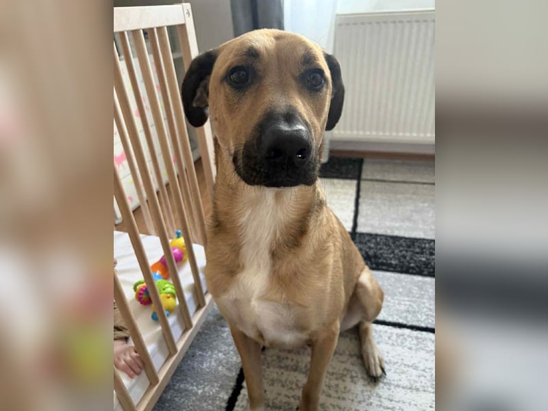 Großer Spike sucht erfahrene Familie