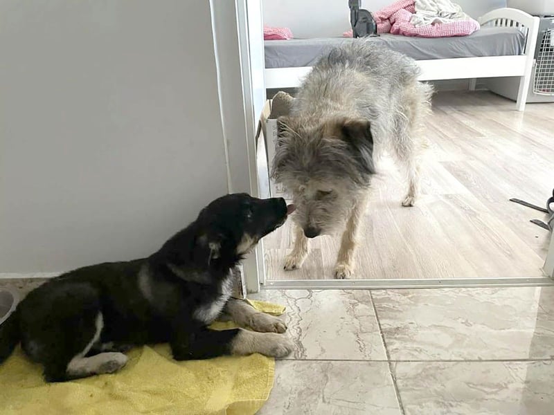 Sio, Bruder von Sally und Sully sucht auch seine Familie