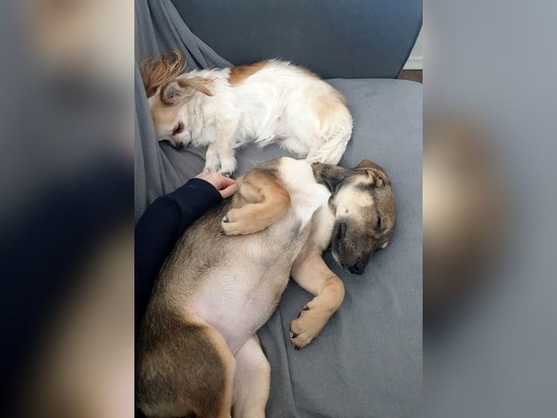 Goldige Burita will eine eigene Familie