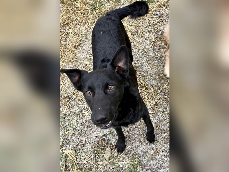 Hübsche Margo sucht ihr Körbchen