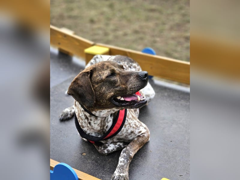 Stella hat schon viel dazu gelernt, wer gibt ihr ein Zuhause?