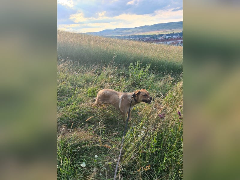 Großer Spike sucht erfahrene Familie