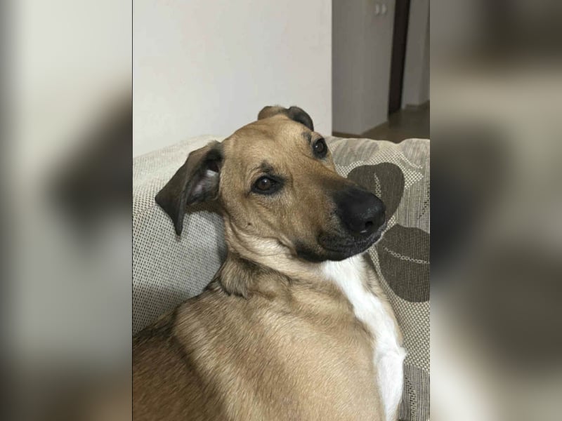 Großer Spike sucht erfahrene Familie