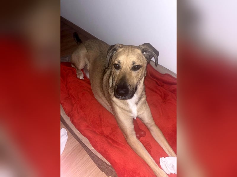 Großer Spike sucht erfahrene Familie