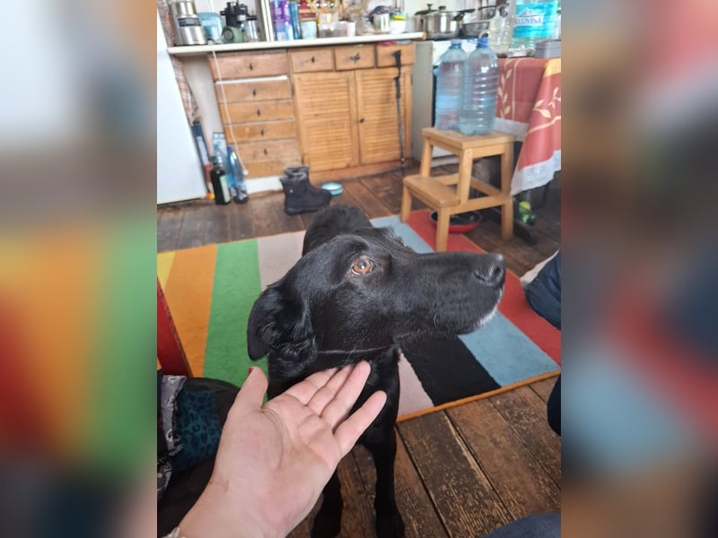 Hübsche Margo sucht ihr Körbchen