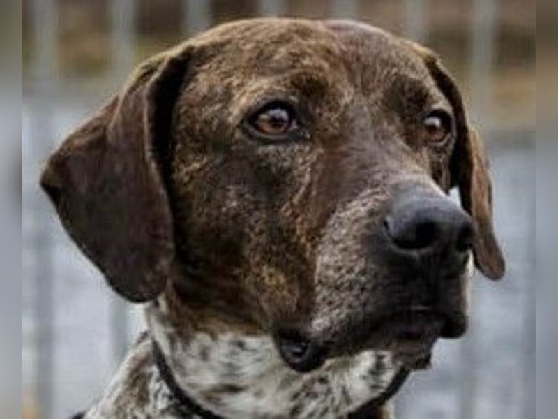 Stella hat schon viel dazu gelernt, wer gibt ihr ein Zuhause?