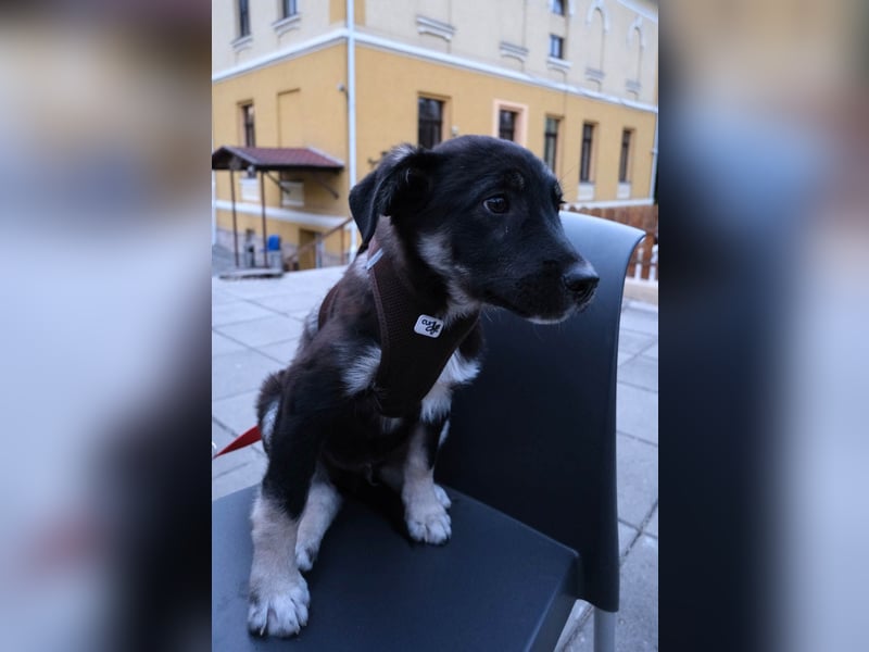 Sio, Bruder von Sally und Sully sucht auch seine Familie