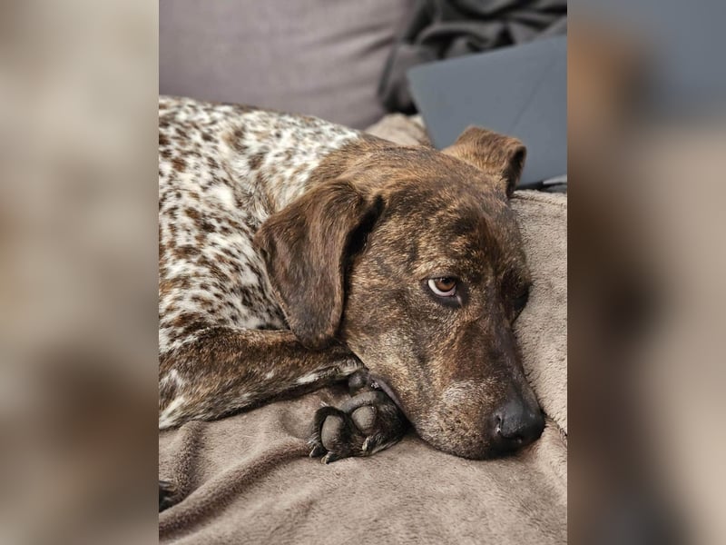 Stella hat schon viel dazu gelernt, wer gibt ihr ein Zuhause?