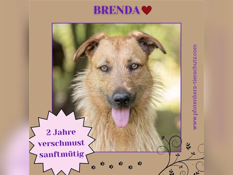 BRENDA sucht ihr Zuhause