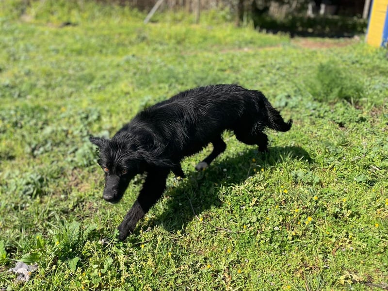 Carolina - ein Herz auf vier Pfoten!