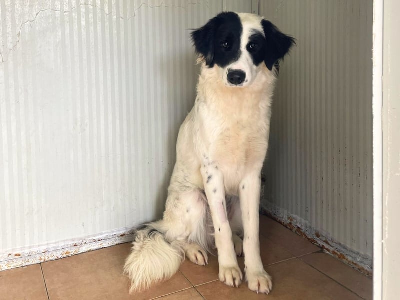 Paloma - sensible Hündin sucht ruhiges zu Hause für immer